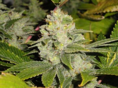 Deadhead OG - Alchimia