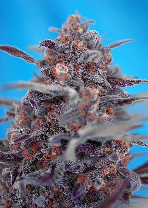 Devil Cream Auto - Alchimia