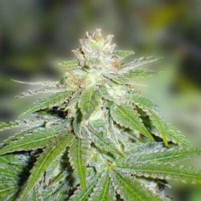 Devil Fruit - Alchimia