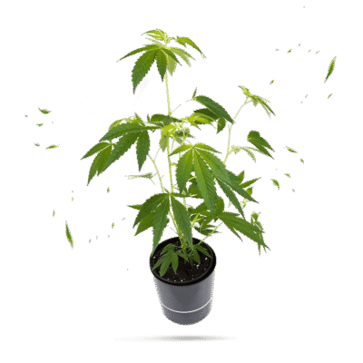 Di Frutti Steckling - Seeds24