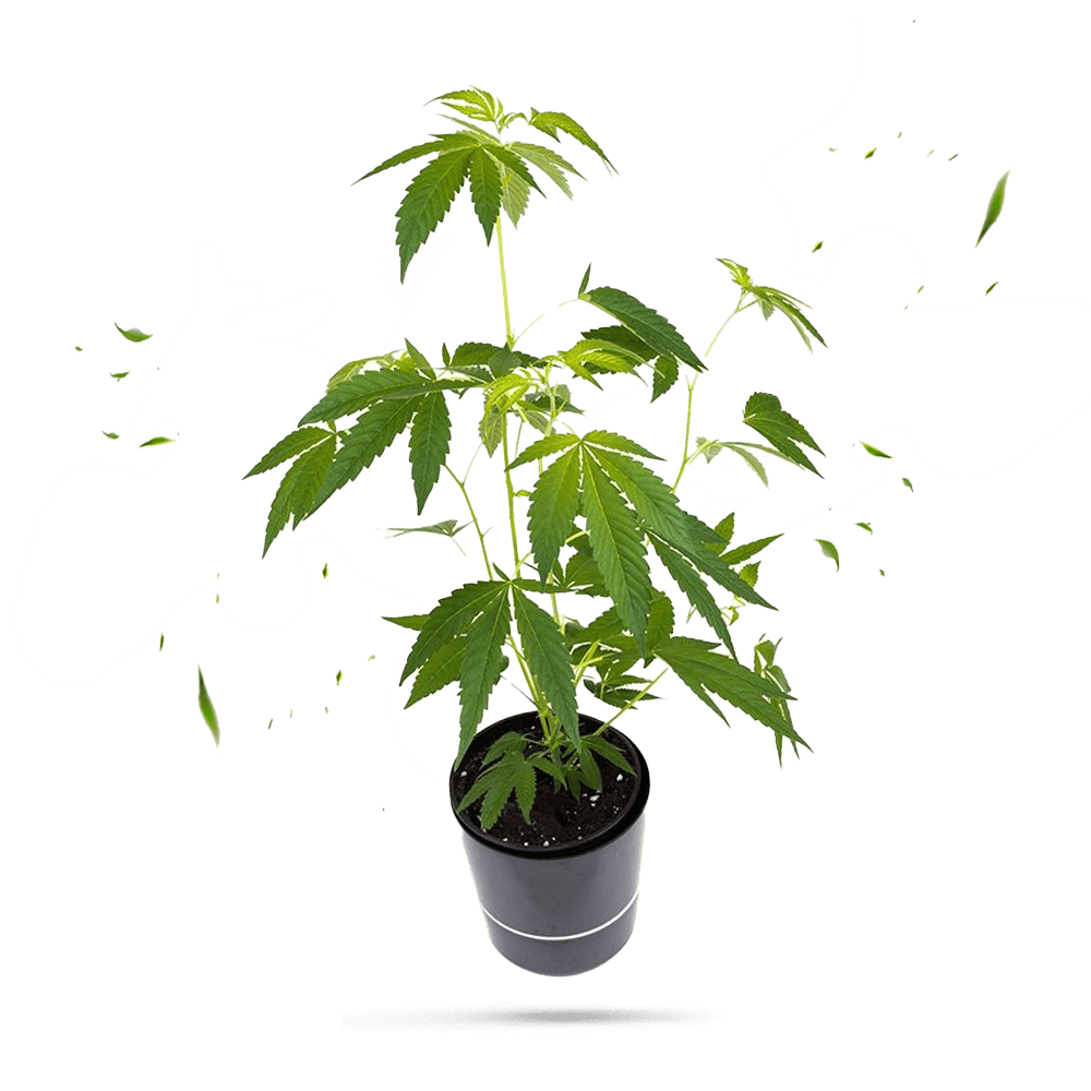 Di Frutti Steckling - Seeds24