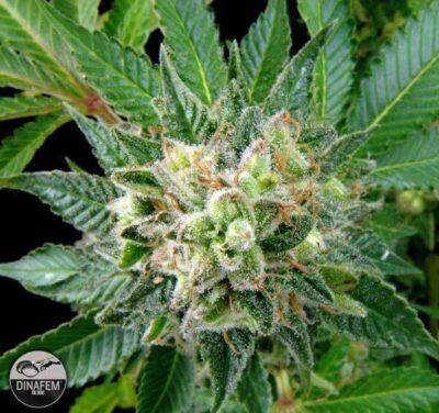 Diesel - Alchimia