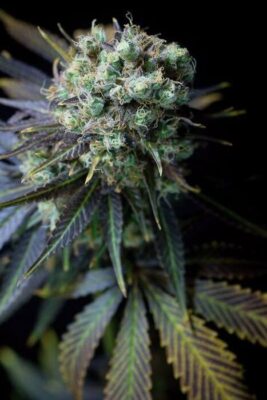 Dinamed CBD - Alchimia