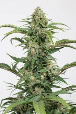 Dinamed CBD Auto - Alchimia