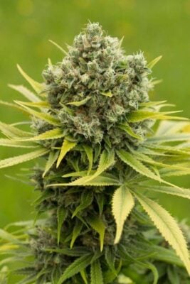 Dinamed CBD Plus - Alchimia