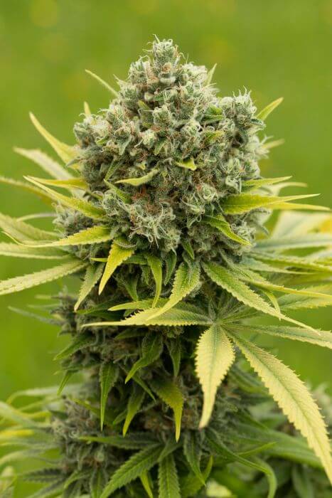 Dinamed CBD Plus - Alchimia