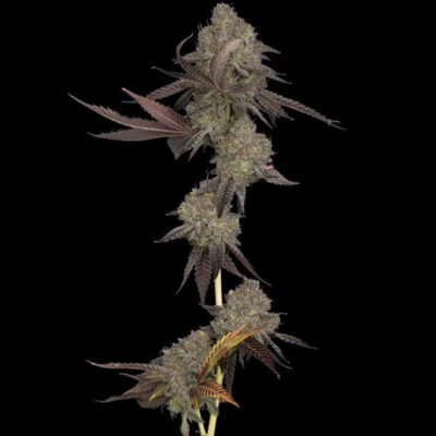 DNA Cake Auto - Alchimia