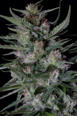 Dogstar Dawg Auto - Alchimia
