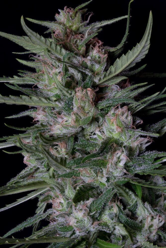 Dogstar Dawg Auto - Alchimia