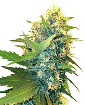 Double Kush Cake - Alchimia