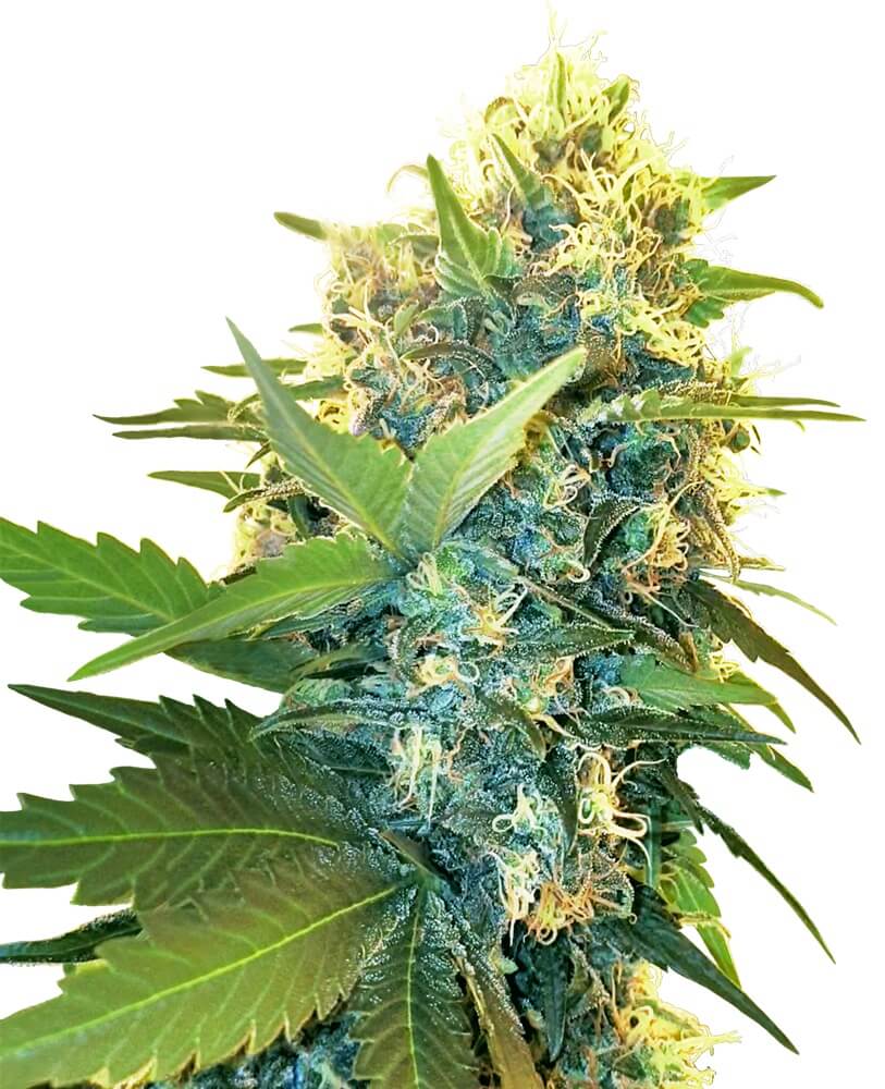 Double Kush Cake - Alchimia