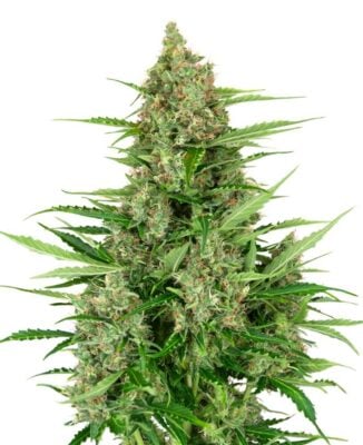 Double Kush Cake Auto - Alchimia