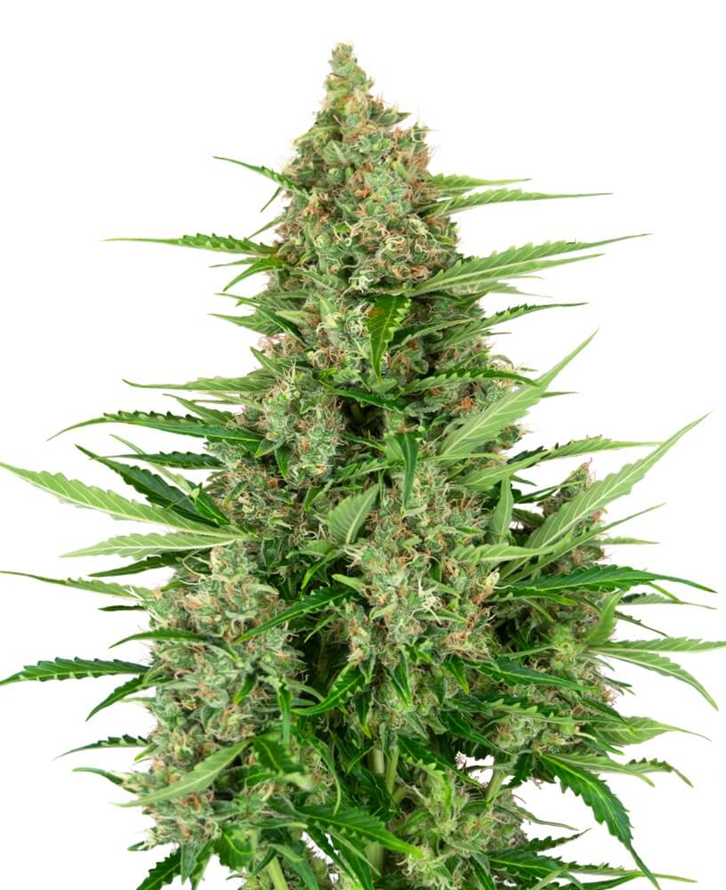 Double Kush Cake Auto - Alchimia