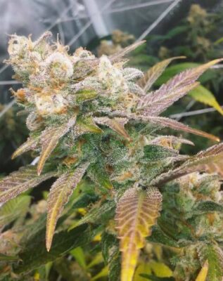 Dream Berry - Alchimia