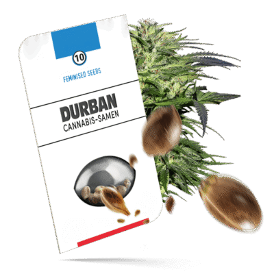 Durban Samen – Feminisiert – Sensi Seeds