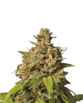 Durban Poison - Nirvana - Alchimia