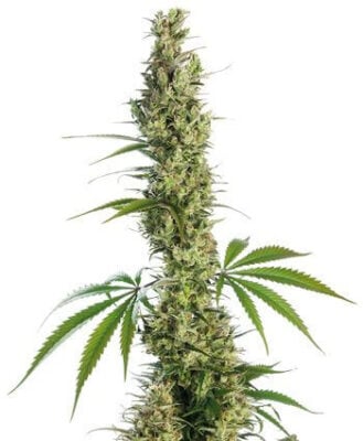Eagle Bill - Regular - Alchimia
