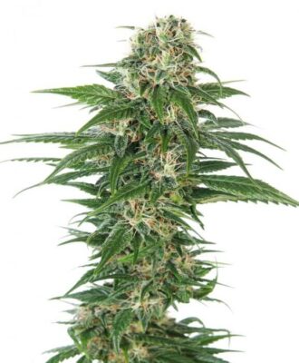 Early Skunk Auto - Alchimia