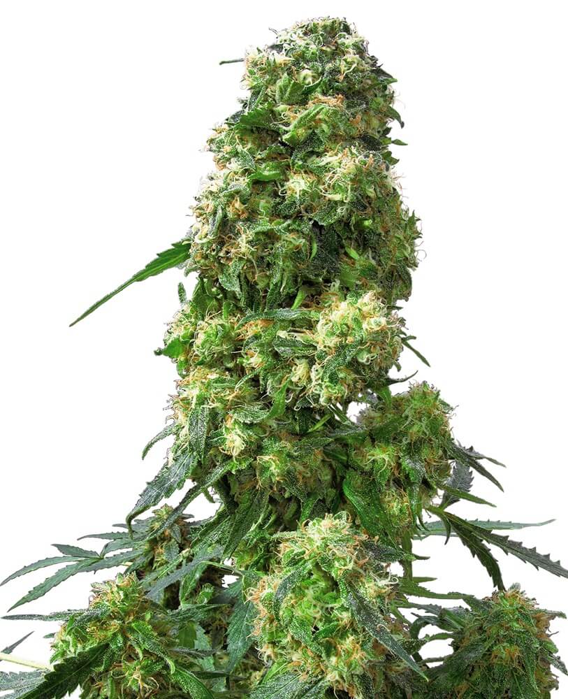 Early Skunk - Regular - Alchimia