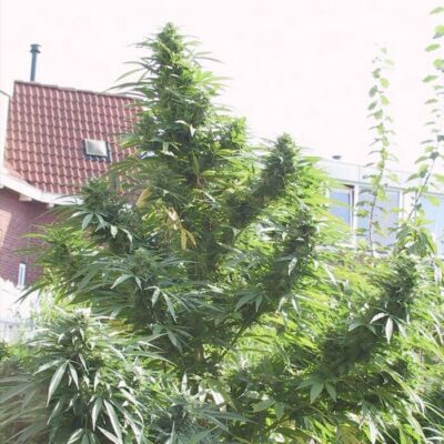 Easy Sativa - Alchimia