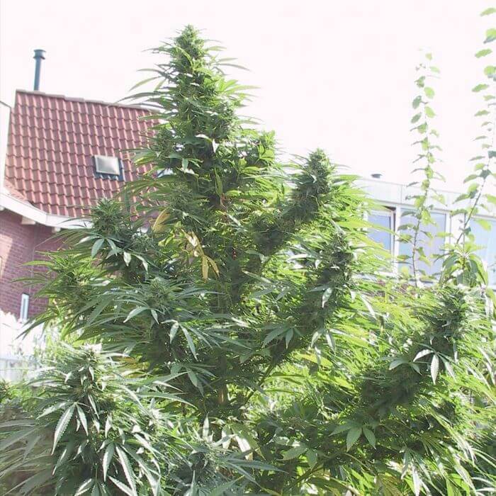 Easy Sativa - Alchimia