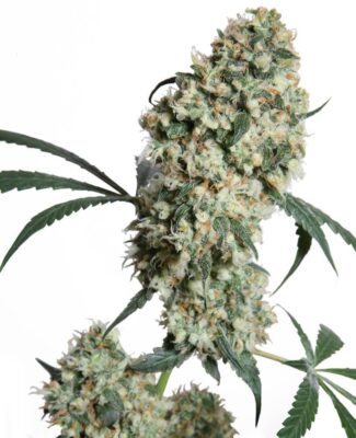 Ed Rosenthal Super Bud - Alchimia