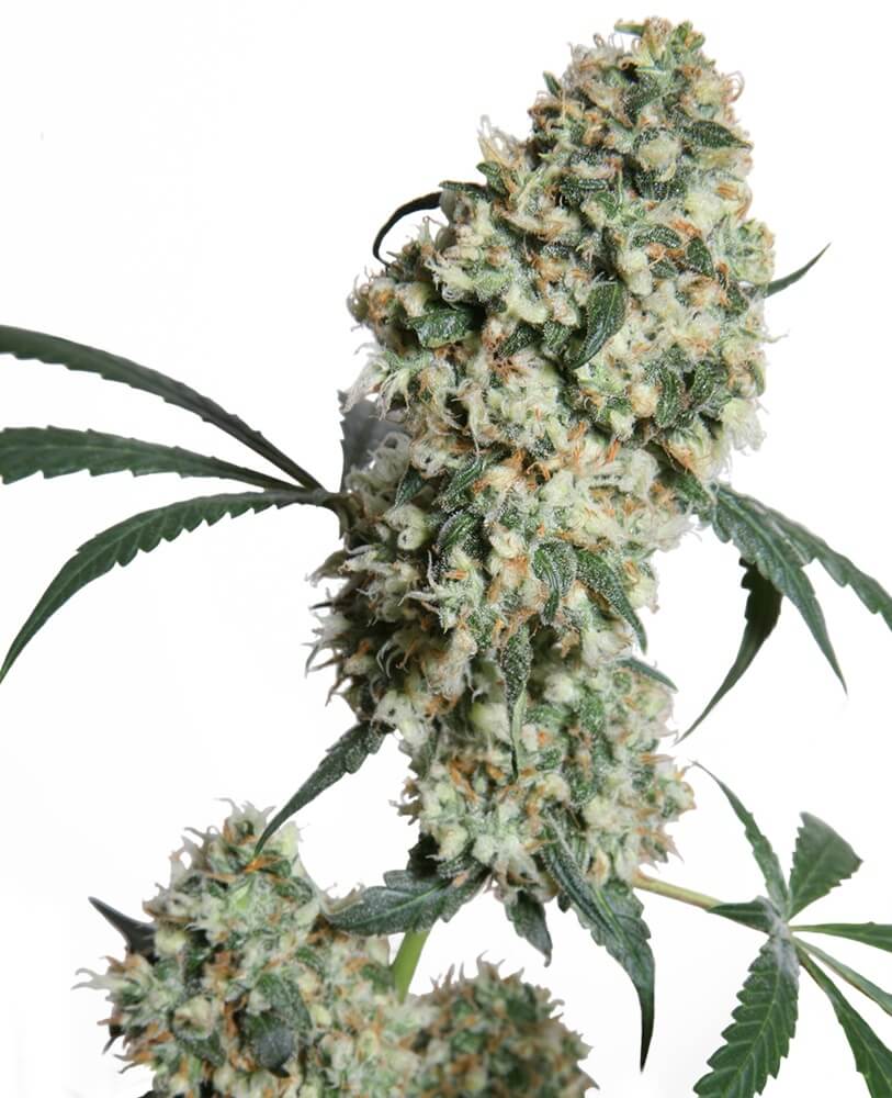 Ed Rosenthal Super Bud - Alchimia