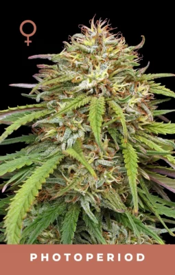Ed Rosenthal's Super High Life - Alchimia