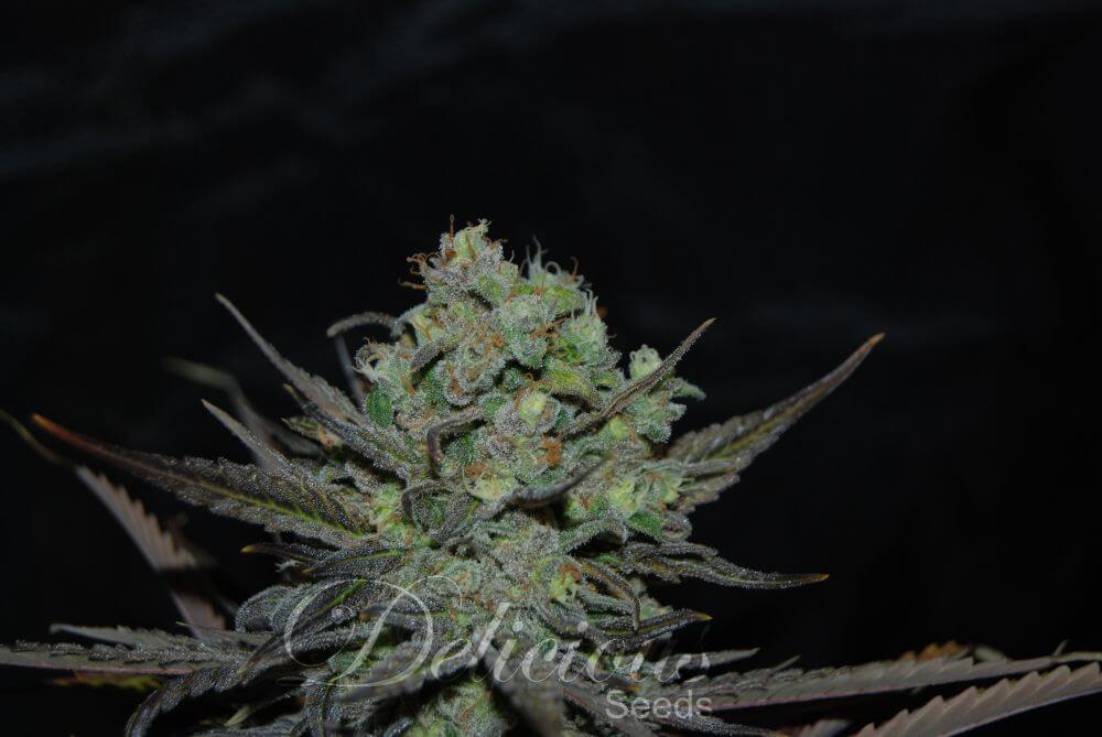 Eleven Roses - Alchimia