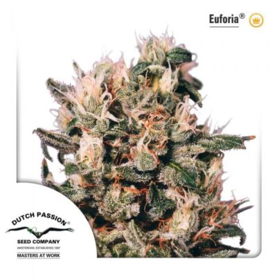 Euforia Fem - Alchimia