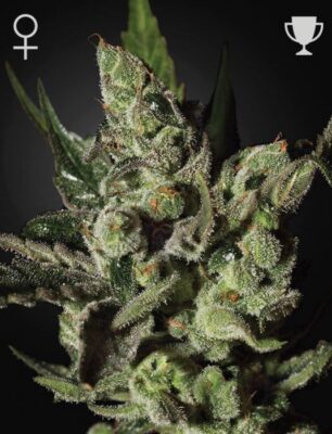 Exodus Cheese - Alchimia