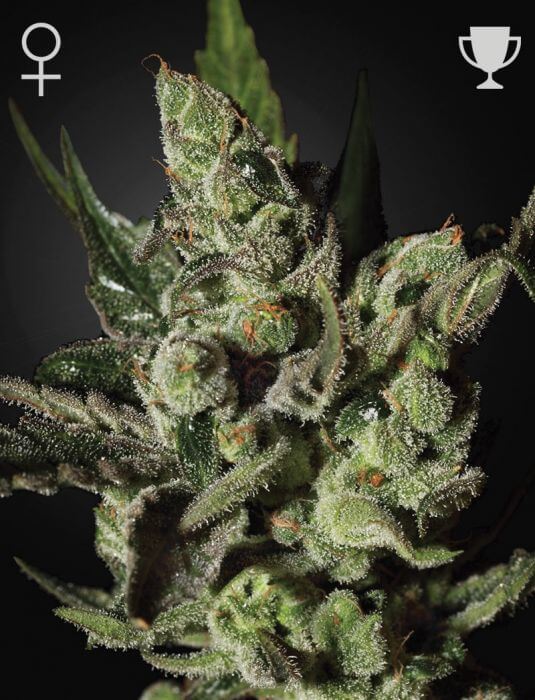 Exodus Cheese - Alchimia