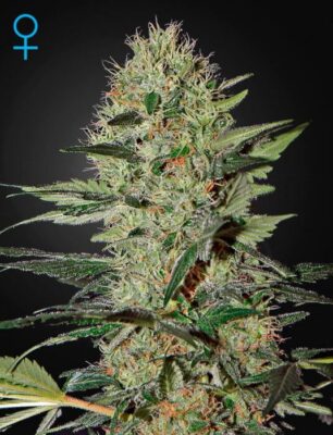 Exodus Cheese Auto - Alchimia