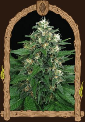Exotic Thai - Alchimia