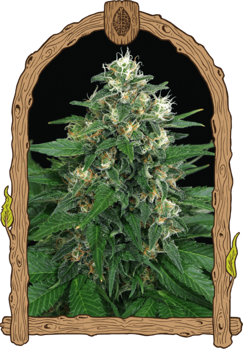 Exotic Thai - Alchimia