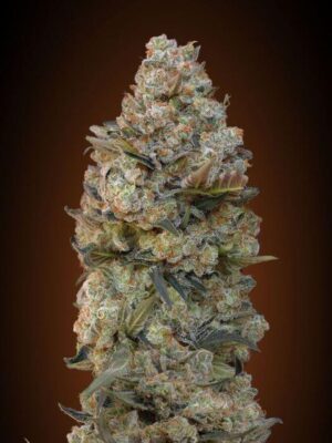 Female Collection Pack 1 - Alchimia