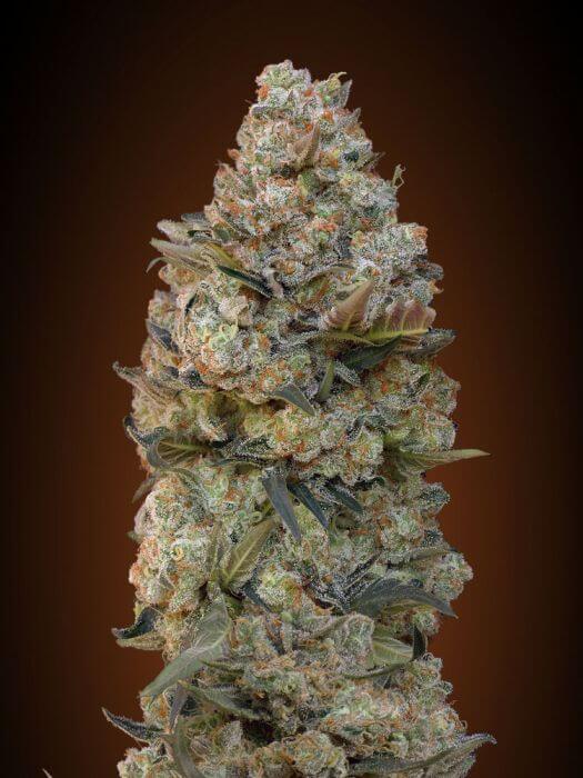 Female Collection Pack 1 - Alchimia