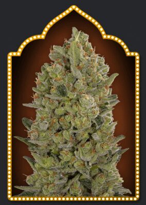 Female Collection Pack 3 - Alchimia