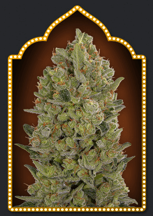 Female Collection Pack 3 - Alchimia