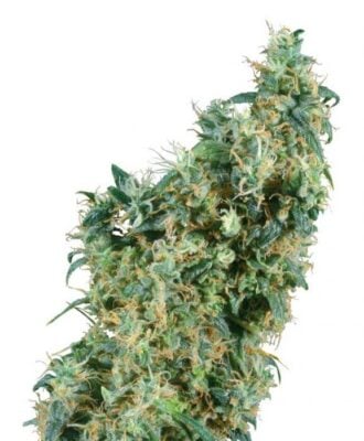 First Lady - Regular - Alchimia