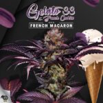 French Macaron aka Gelato 33