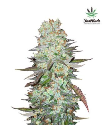 G14 - Alchimia