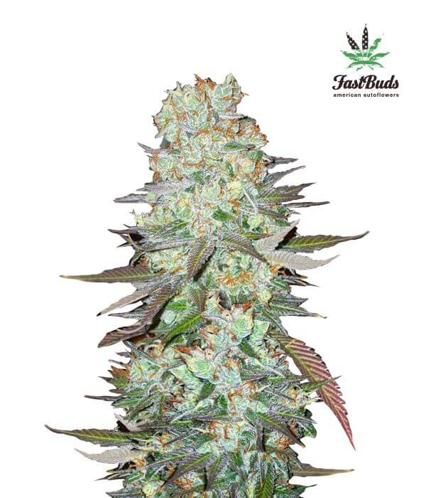 G14 - Alchimia