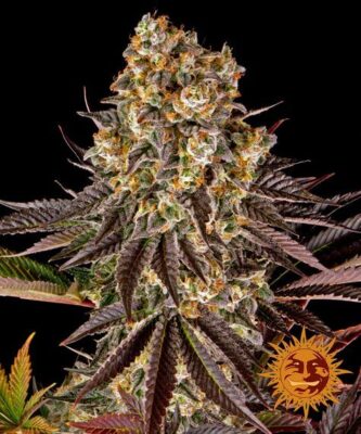 Gelato 45 - Alchimia