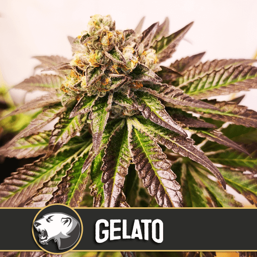Gelato - Alchimia