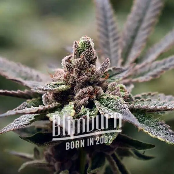 Georgia Pie - Blimburn Seeds - Alchimia