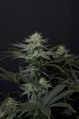 GG4 Sherbet FF - Alchimia