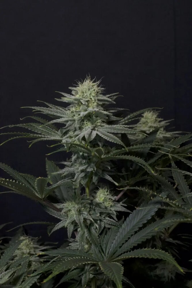 GG4 Sherbet FF - Alchimia