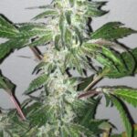 Girl Scout Cookies