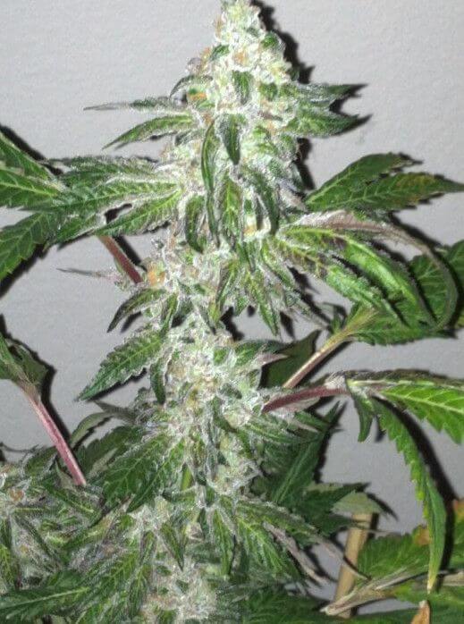 Girl Scout Cookies - Alchimia